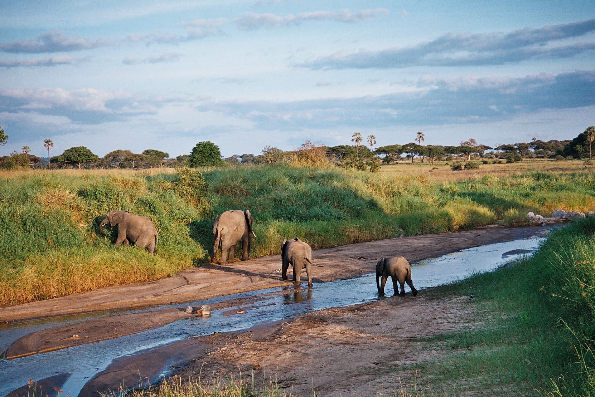 Wildlife gathering during peak dry season luxury safari in Tanzania