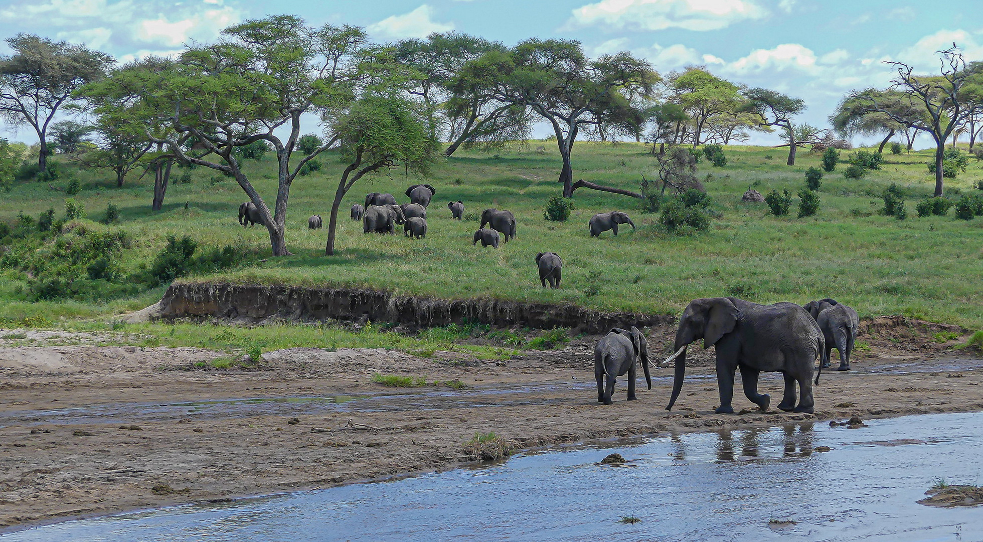 Certified TANAPA professional safari guide tracking wildlife on private tour