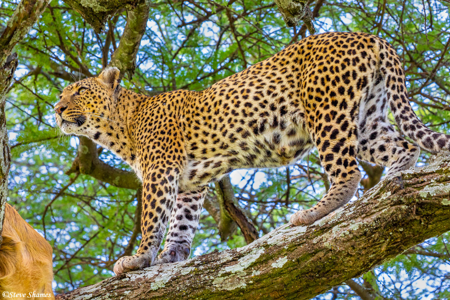 A wild leopard resting hidden among baobab branches in Tarangire National Park
