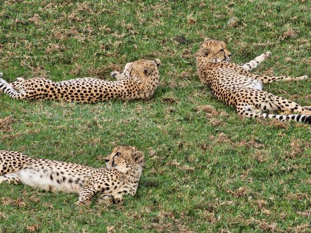 A group of three cheetahs standing alert together on the open African savannah plains