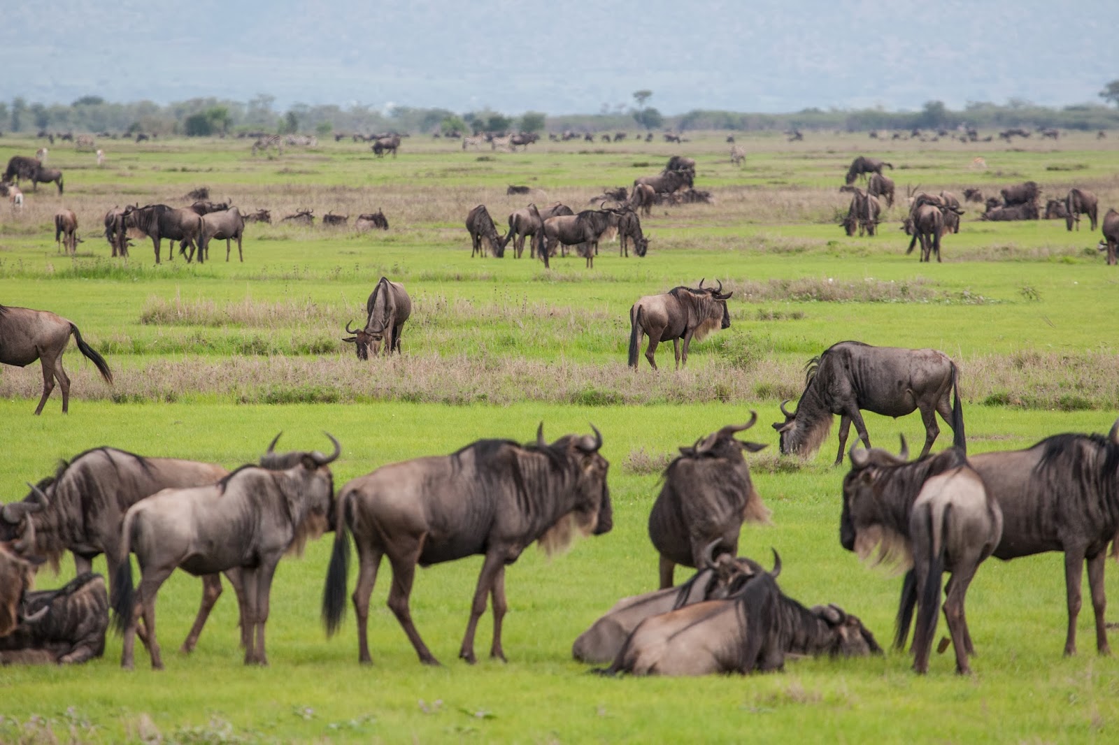 4-Day Mwanza Departure West Serengeti and Ngorongoro Private Safari