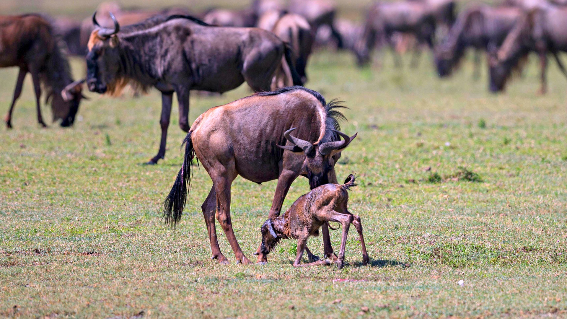 Newborn wildebeest calf standing in the short grass plains of Ndutu