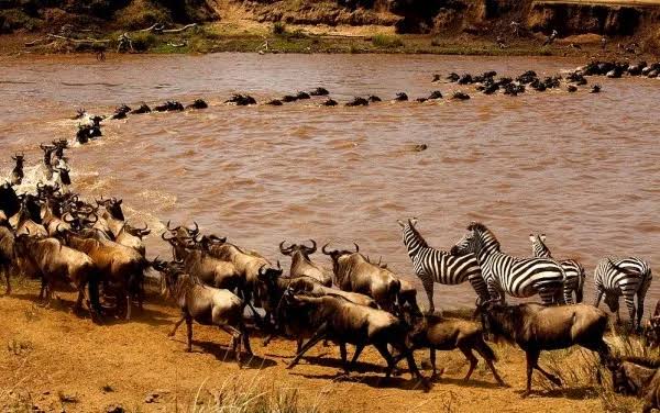 Wildebeest herd during the Serengeti migration safari