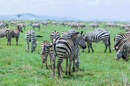 1 days Ngorongoro safari tour in 2026-2027