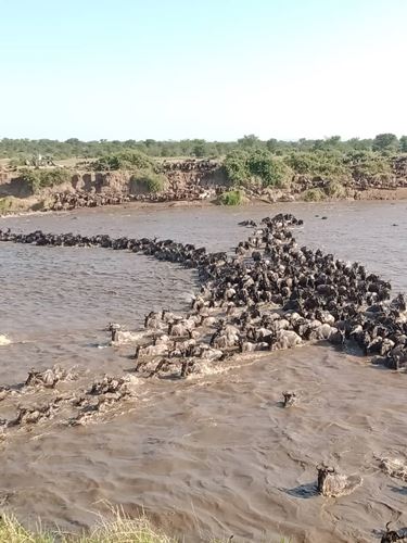 Wildebeest Migration Safari In october to december Serengeti
