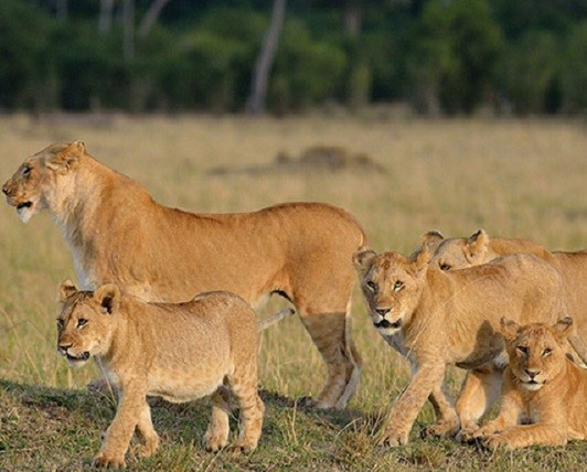 5 Days Tanzania Private Safari:<br> <em> Serengeti, Ngorongoro Crater, Tarangire, & Manyara
